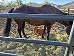 A foal is born at Reid Ranch.